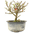 Chaenomeles speciosa, 14 cm, ± 9 anni, con fiori rossi e frutti gialli