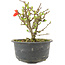 Chaenomeles speciosa, 12,5 cm, ± 9 ans, à fleurs rouges et fruits jaunes