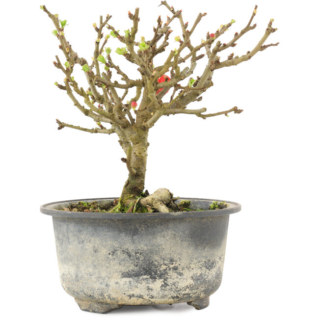 Chaenomeles speciosa, 14 cm, ± 9 Jahre alt, mit roten Blüten und gelben Früchten