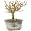 Chaenomeles speciosa, 14 cm, ± 9 jaar oud, met rode bloemen en geel fruit