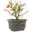 Chaenomeles speciosa, 12,5 cm, ± 9 jaar oud, met rode bloemen en geel fruit