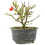 Chaenomeles speciosa, 12,5 cm, ± 9 years old, with red flowers and yellow fruit