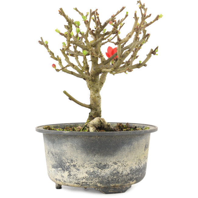 Chaenomeles speciosa, 14 cm, ± 9 Jahre alt, mit roten Blüten und gelben Früchten
