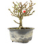 Chaenomeles speciosa, 14 cm, ± 9 jaar oud, met rode bloemen en geel fruit