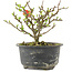 Chaenomeles speciosa, 12,5 cm, ± 9 anni, con fiori rossi e frutti gialli