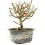 Chaenomeles speciosa, 14 cm, ± 9 jaar oud, met rode bloemen en geel fruit