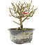 Chaenomeles speciosa, 14 cm, ± 9 jaar oud, met rode bloemen en geel fruit