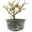 Chaenomeles speciosa, 12,5 cm, ± 9 anni, con fiori rossi e frutti gialli