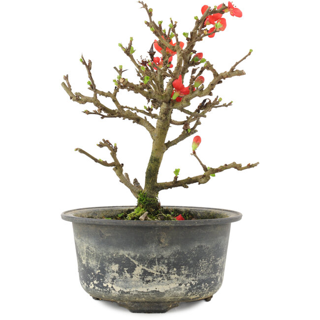 Chaenomeles speciosa, 16 cm, ± 9 jaar oud, met rode bloemen en geel fruit