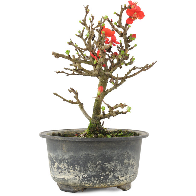 Chaenomeles speciosa, 16 cm, ± 9 Jahre alt, mit roten Blüten und gelben Früchten