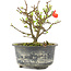 Chaenomeles speciosa, 12,5 cm, ± 9 jaar oud, met rode bloemen en geel fruit