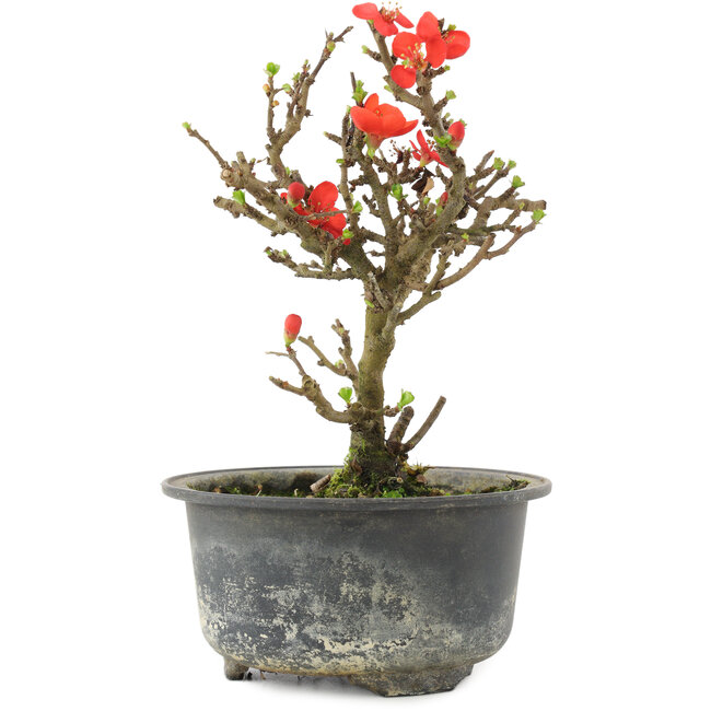 Chaenomeles speciosa, 16 cm, ± 9 años, con flores rojas y frutos amarillos