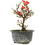 Chaenomeles speciosa, 16 cm, ± 9 jaar oud, met rode bloemen en geel fruit