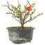 Chaenomeles speciosa, 12,5 cm, ± 9 ans, à fleurs rouges et fruits jaunes