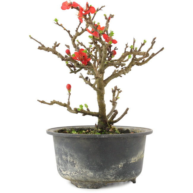 Chaenomeles speciosa, 16 cm, ± 9 años, con flores rojas y frutos amarillos