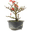 Chaenomeles speciosa, 16 cm, ± 9 jaar oud, met rode bloemen en geel fruit