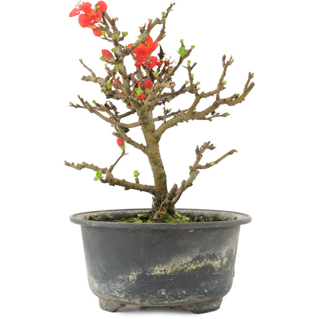 Chaenomeles speciosa, 16 cm, ± 9 ans, à fleurs rouges et fruits jaunes