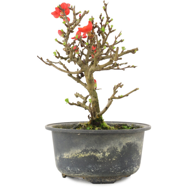 Chaenomeles speciosa, 16 cm, ± 9 años, con flores rojas y frutos amarillos