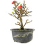 Chaenomeles speciosa, 16 cm, ± 9 ans, à fleurs rouges et fruits jaunes