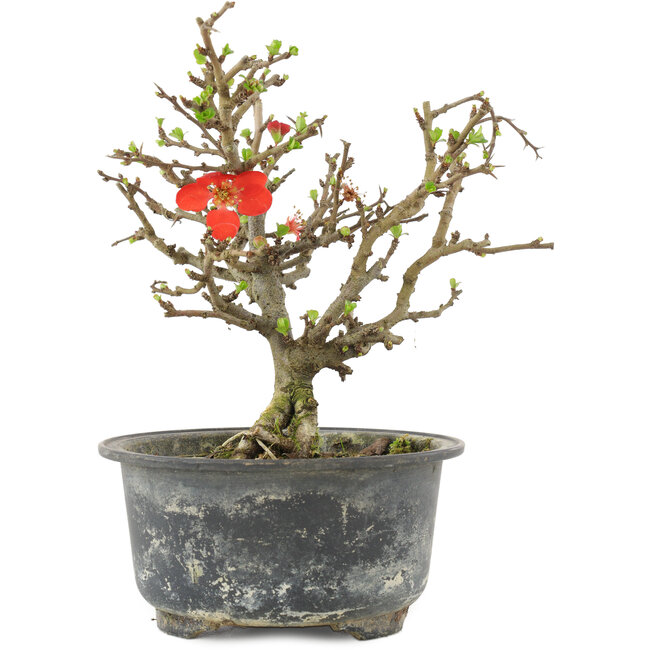 Chaenomeles speciosa, 16 cm, ± 9 anni, con fiori rossi e frutti gialli