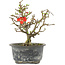 Chaenomeles speciosa, 16 cm, ± 9 anni, con fiori rossi e frutti gialli