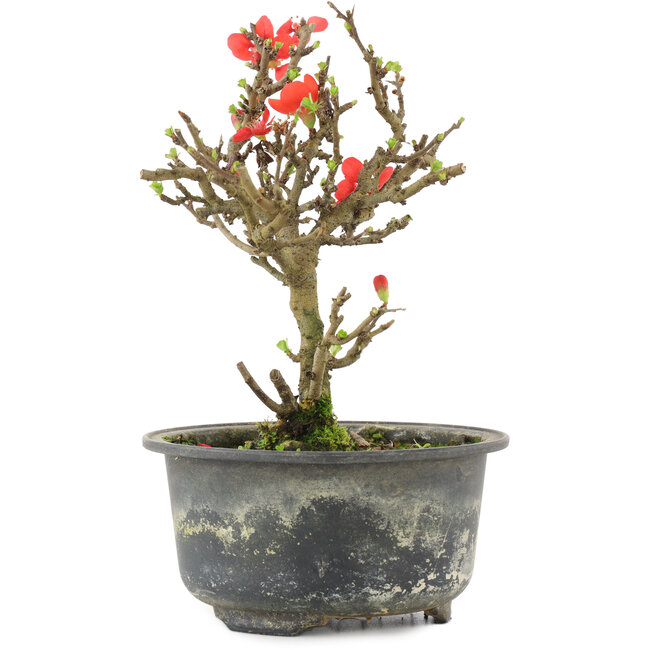 Chaenomeles speciosa, 16 cm, ± 9 jaar oud, met rode bloemen en geel fruit