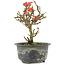 Chaenomeles speciosa, 16 cm, ± 9 años, con flores rojas y frutos amarillos