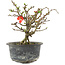 Chaenomeles speciosa, 16 cm, ± 9 anni, con fiori rossi e frutti gialli