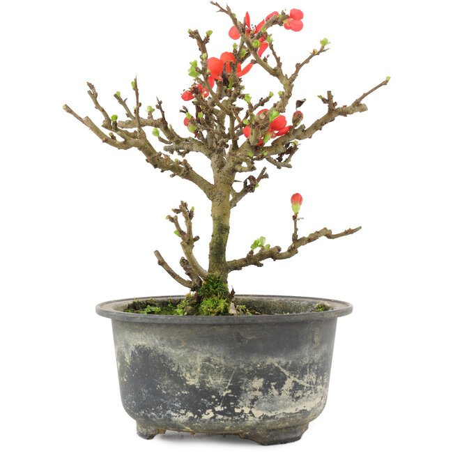 Chaenomeles speciosa, 16 cm, ± 9 anni, con fiori rossi e frutti gialli