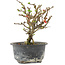 Chaenomeles speciosa, 16 cm, ± 9 anni, con fiori rossi e frutti gialli