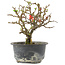 Chaenomeles speciosa, 16 cm, ± 9 anni, con fiori rossi e frutti gialli