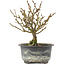 Chaenomeles speciosa, 16,5 cm, ± 9 jaar oud, met rode bloemen en geel fruit