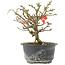 Chaenomeles speciosa, 16 cm, ± 9 years old, with red flowers and yellow fruit