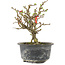 Chaenomeles speciosa, 16 cm, ± 9 anni, con fiori rossi e frutti gialli