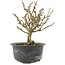 Chaenomeles speciosa, 16,5 cm, ± 9 anni, con fiori rossi e frutti gialli