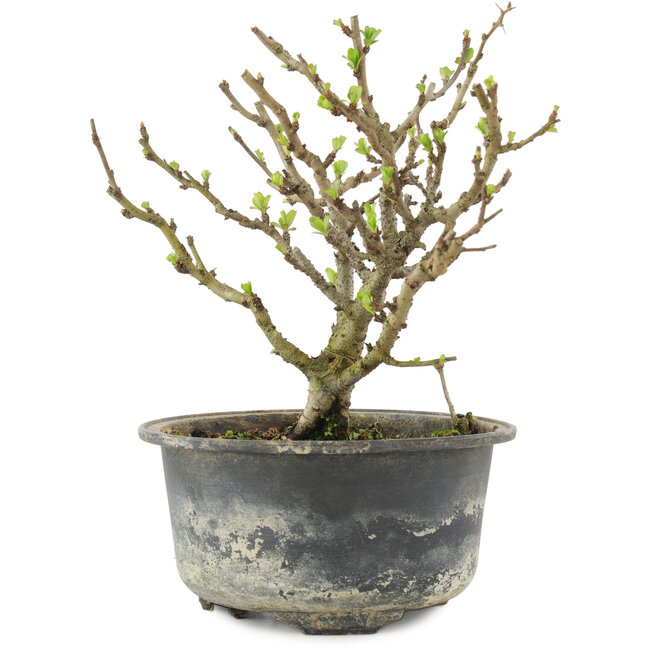 Chaenomeles speciosa, 14,5 cm, ± 9 anni, con fiori rossi e frutti gialli