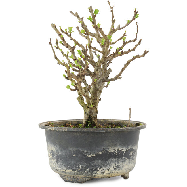 Chaenomeles speciosa, 14,5 cm, ± 9 jaar oud, met rode bloemen en geel fruit