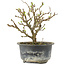 Chaenomeles speciosa, 14,5 cm, ± 9 jaar oud, met rode bloemen en geel fruit