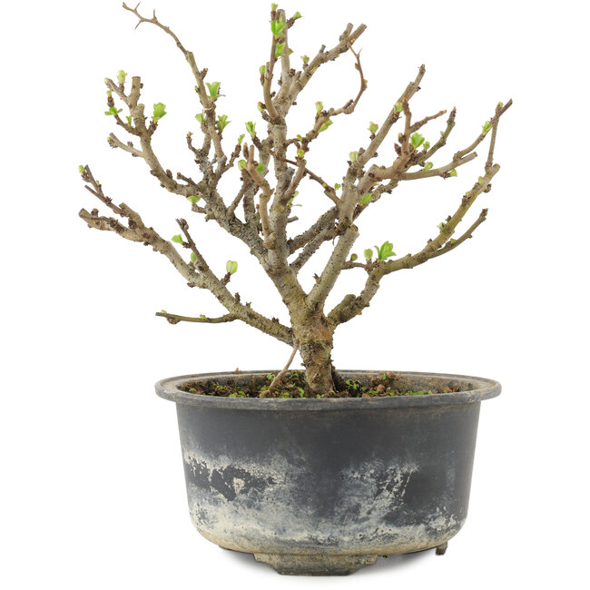 Chaenomeles speciosa, 14,5 cm, ± 9 anni, con fiori rossi e frutti gialli
