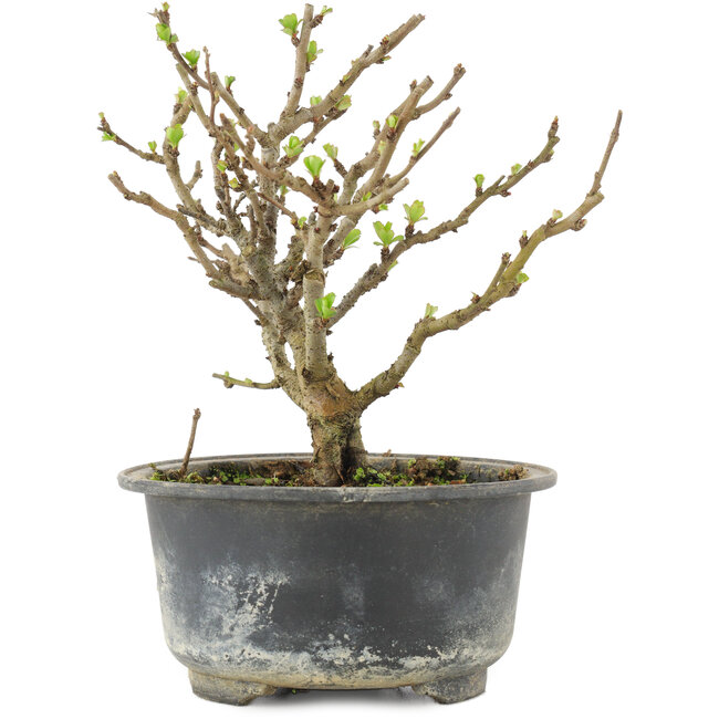 Chaenomeles speciosa, 14,5 cm, ± 9 anni, con fiori rossi e frutti gialli