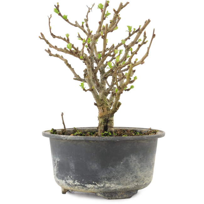 Chaenomeles speciosa, 14,5 cm, ± 9 años, con flores rojas y frutos amarillos