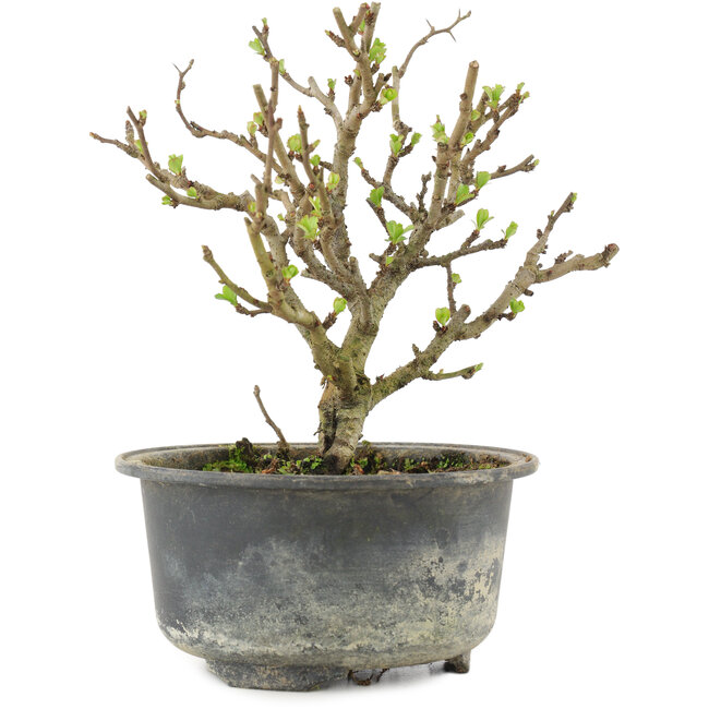 Chaenomeles speciosa, 14,5 cm, ± 9 Jahre alt, mit roten Blüten und gelben Früchten