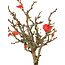 Chaenomeles speciosa, 13 cm, ± 9 años, con flores rojas y frutos amarillos.