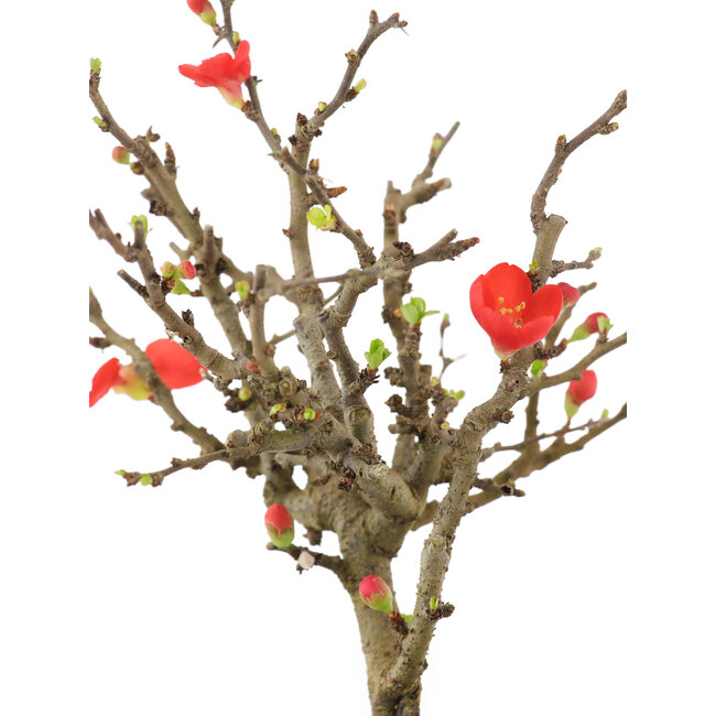 Chaenomeles speciosa, 19 cm, ± 9 anni, con fiori rossi e frutti gialli