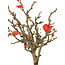 Chaenomeles speciosa, 13,5 cm, ± 9 anni, con fiori rossi e frutti gialli