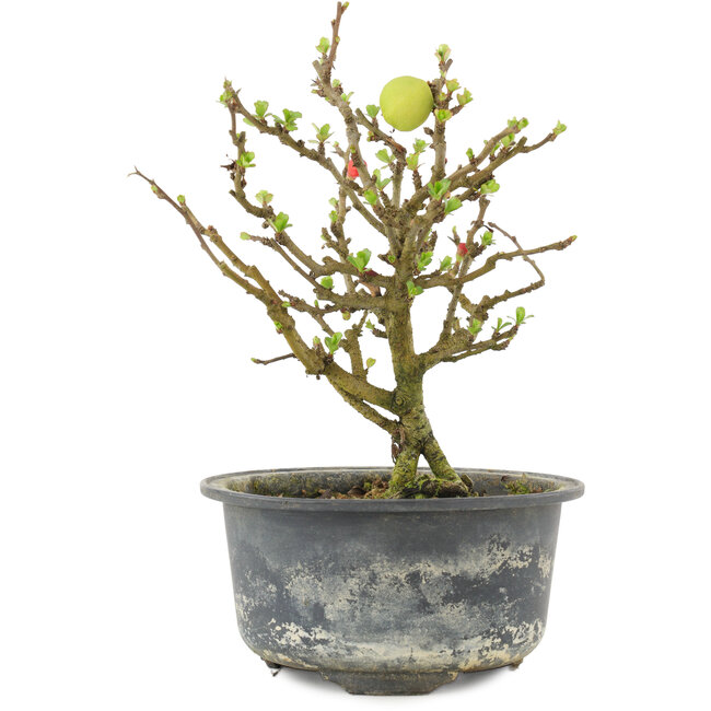 Chaenomeles speciosa, 16,5 cm, ± 9 anni, con fiori rossi e frutti gialli