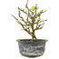 Chaenomeles speciosa, 16,5 cm, ± 9 anni, con fiori rossi e frutti gialli