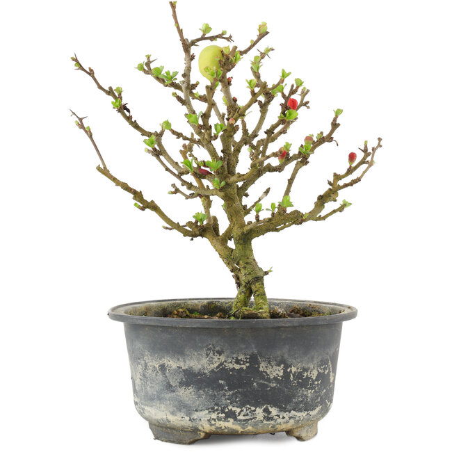 Chaenomeles speciosa, 16,5 cm, ± 9 ans, à fleurs rouges et fruits jaunes
