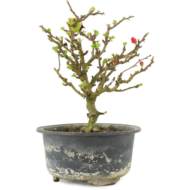 Chaenomeles speciosa, 16,5 cm, ± 9 ans, à fleurs rouges et fruits jaunes