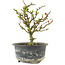 Chaenomeles speciosa, 16,5 cm, ± 9 anni, con fiori rossi e frutti gialli